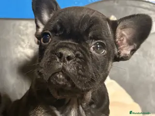 Bulldog Francés perros Bulldog francés - Anuncio 1