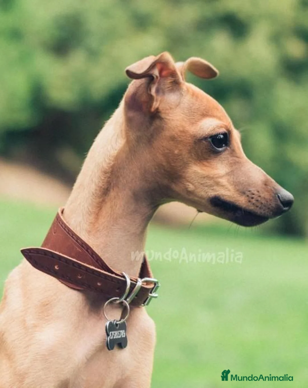 Imagen de galería {{count}}