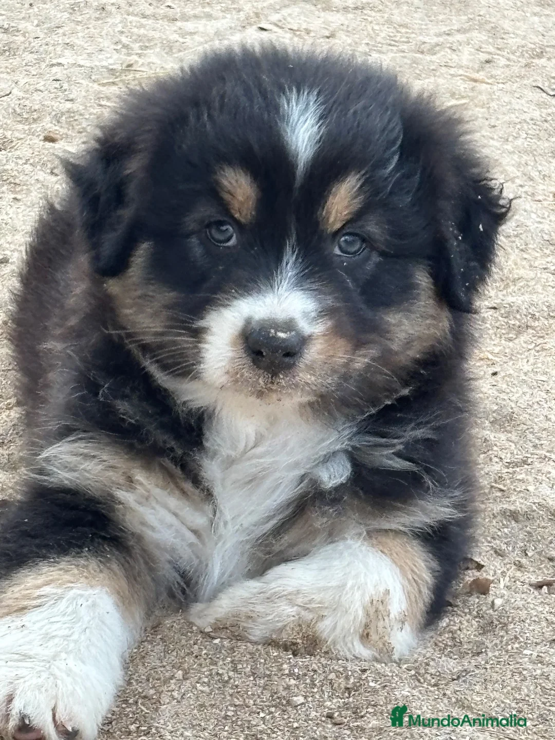 Pastor Australiano perros en venta: Cachorros pastor australiano  - Anuncio 2