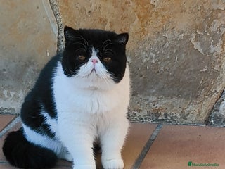 Exótico de Pelo Corto gatos Exotica - Anuncio 3