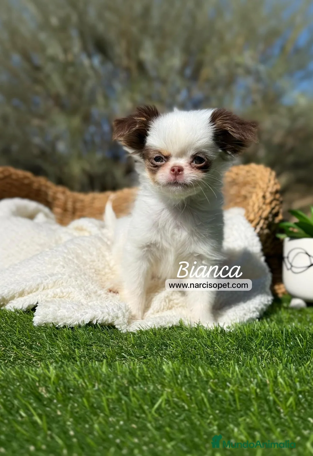 Chihuahua perros en venta: CHIHUAHUA PELO LARGO HEMBRA - Anuncio 2