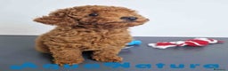 Caniche Toy perros en venta:  Caniche Macho Virgi 1856 AQUANATURA - Anuncio 2