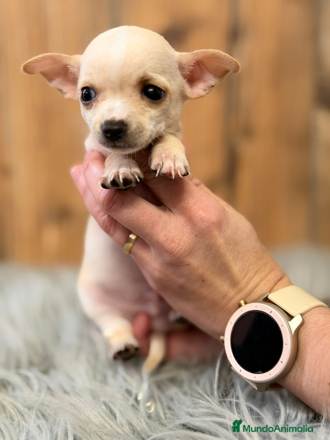 Chihuahua perros en venta: CHIHUAHUA CREMA - Anuncio 3