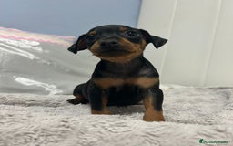 Pinscher Miniatura perros en venta: Pinscher miniatura  - Imagen 3