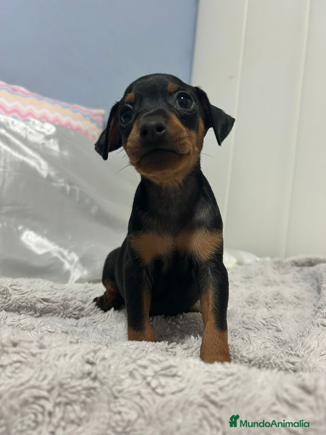 Pinscher Miniatura perros en venta: Pinscher miniatura  - Imagen 3
