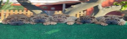 Shar Pei perros en venta: BEBES SHAR PEI ESPECTACULARES en Málaga - Anuncio 2