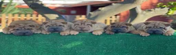 Shar Pei perros en venta: BEBES SHAR PEI ESPECTACULARES en Málaga - Anuncio 2