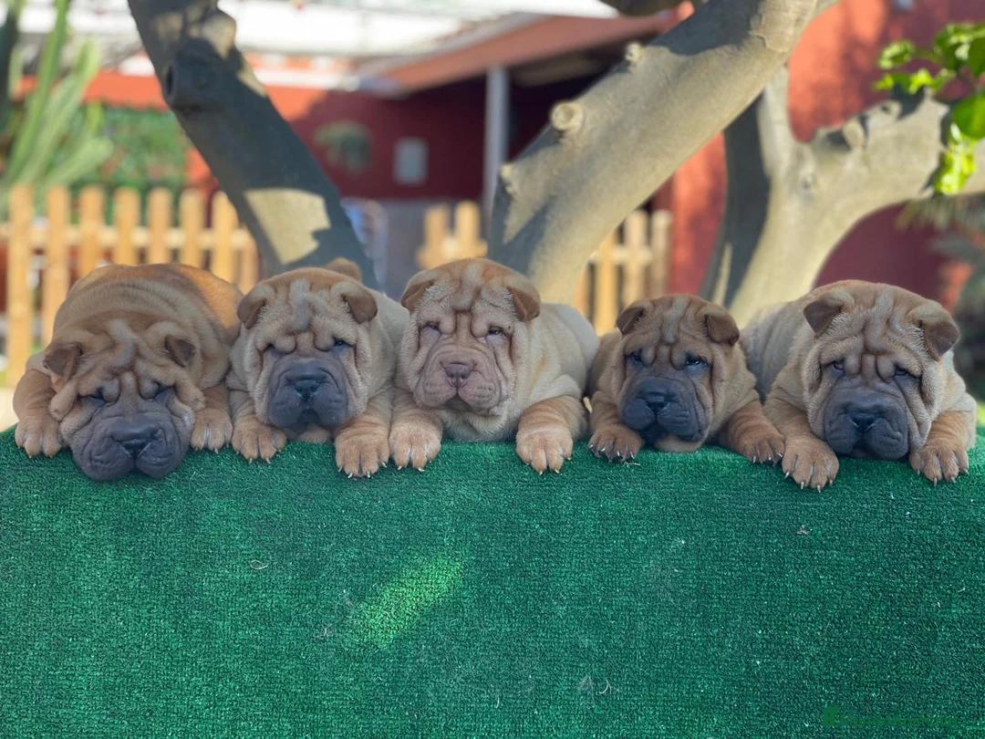 Shar Pei perros en venta: BEBES SHAR PEI ESPECTACULARES en Málaga - Anuncio 2
