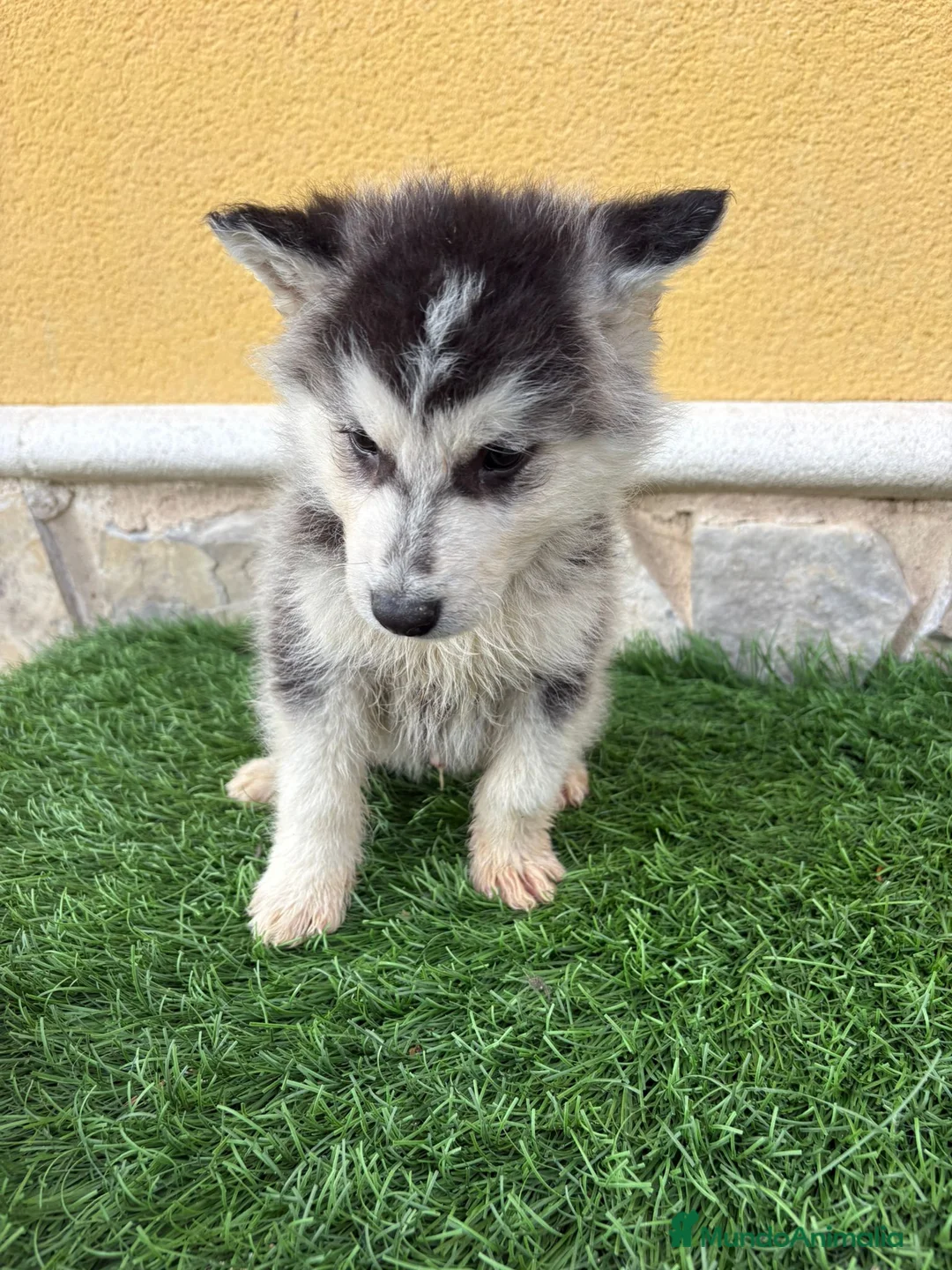 Husky Siberiano perros en venta: Husky siberiano macho  - Anuncio 5