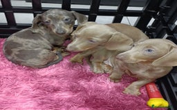Teckel Miniatura perros en venta: Kaninchen teckel super chicos  - Imagen 6
