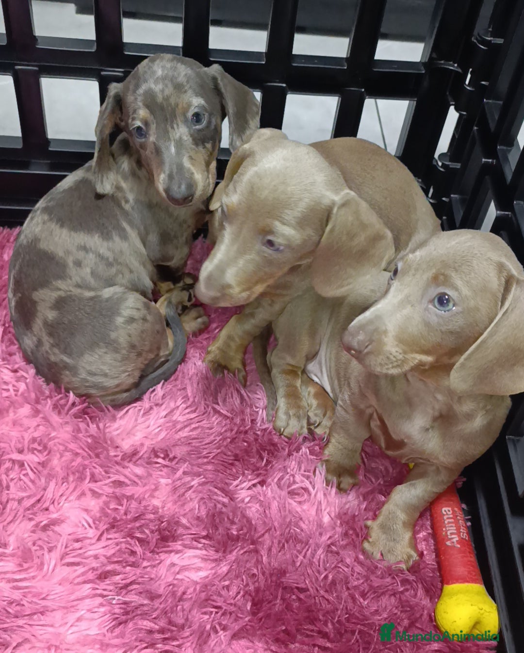 Teckel Miniatura perros en venta: Kaninchen teckel super chicos  - Imagen 6