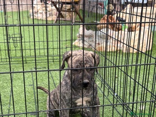 Dogo Canario perros - Anuncio 3