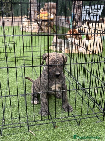 Dogo Canario perros - Anuncio 1