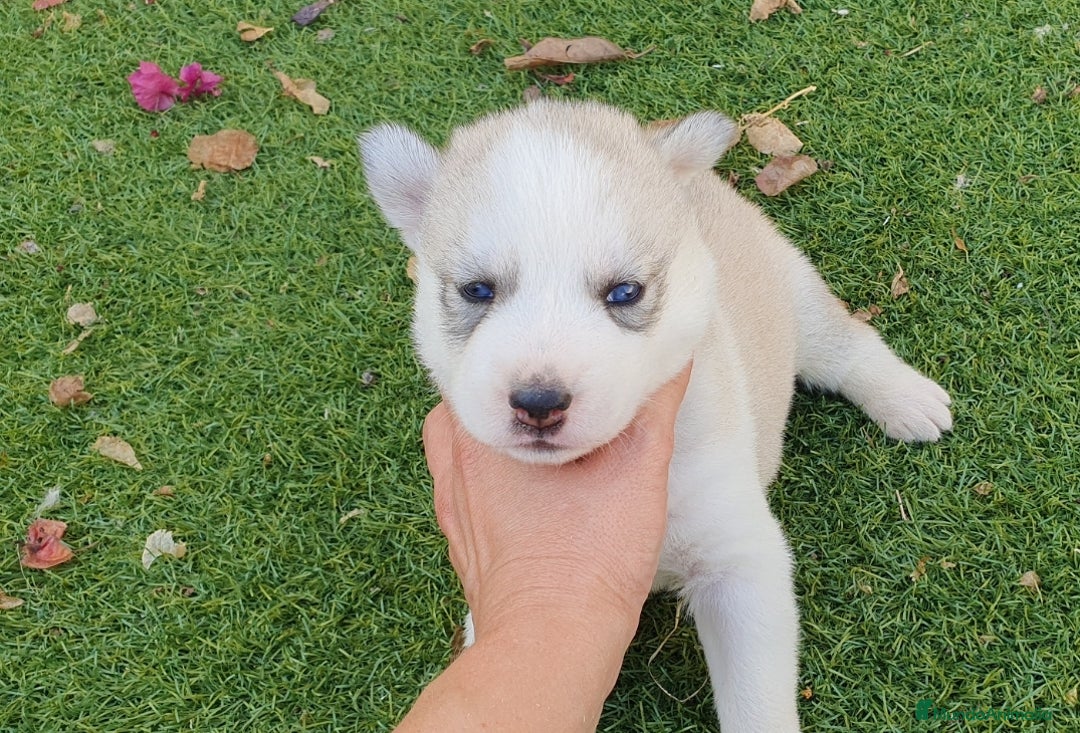 Husky Siberiano perros en venta: Husky gris, negro y agouti  - Anuncio 4