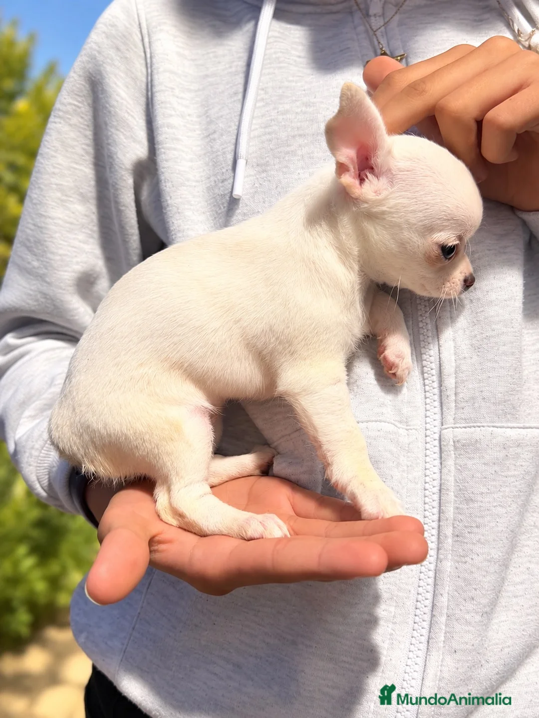 Chihuahua perros en venta: Cachorros chihuahuas blancos 🤍 - Anuncio 2
