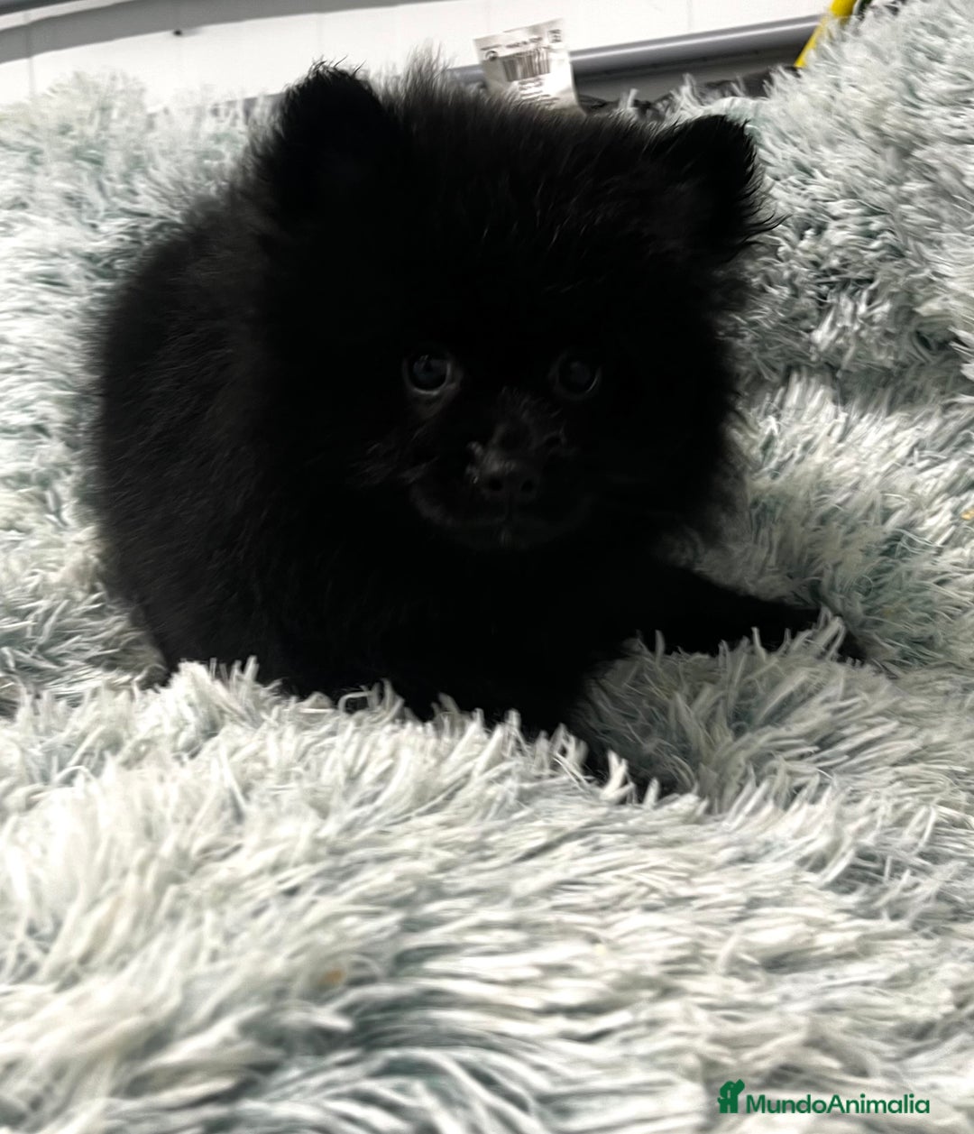Pomerania perros en venta: Pomerania  - Anuncio 8