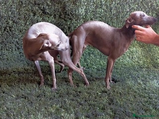 Pequeño Lebrel Italiano perros - Anuncio 2
