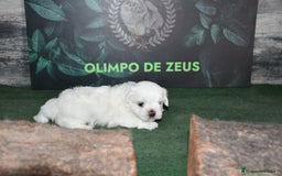 Bichón Maltés perros en venta: Bichon maltés  - Imagen 6
