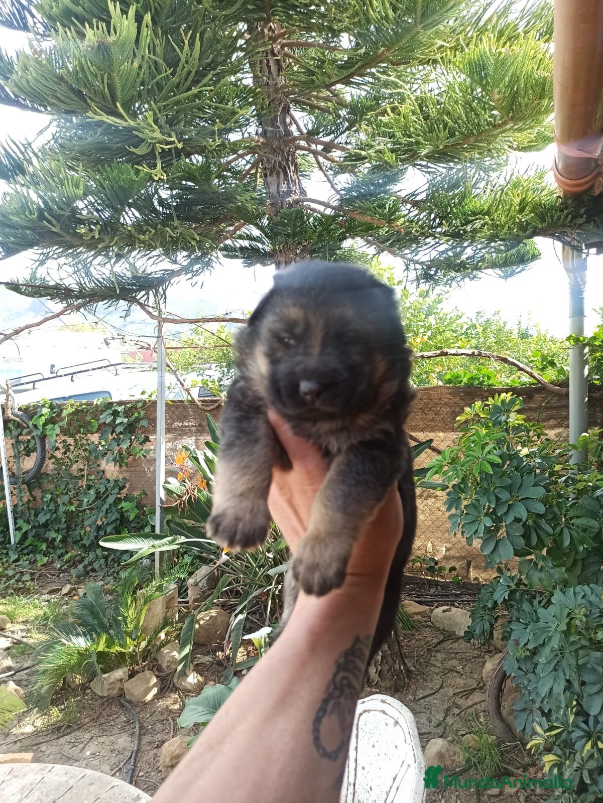 Pastor Alemán perros Pastores alemán listos para entregar - Anuncio 1