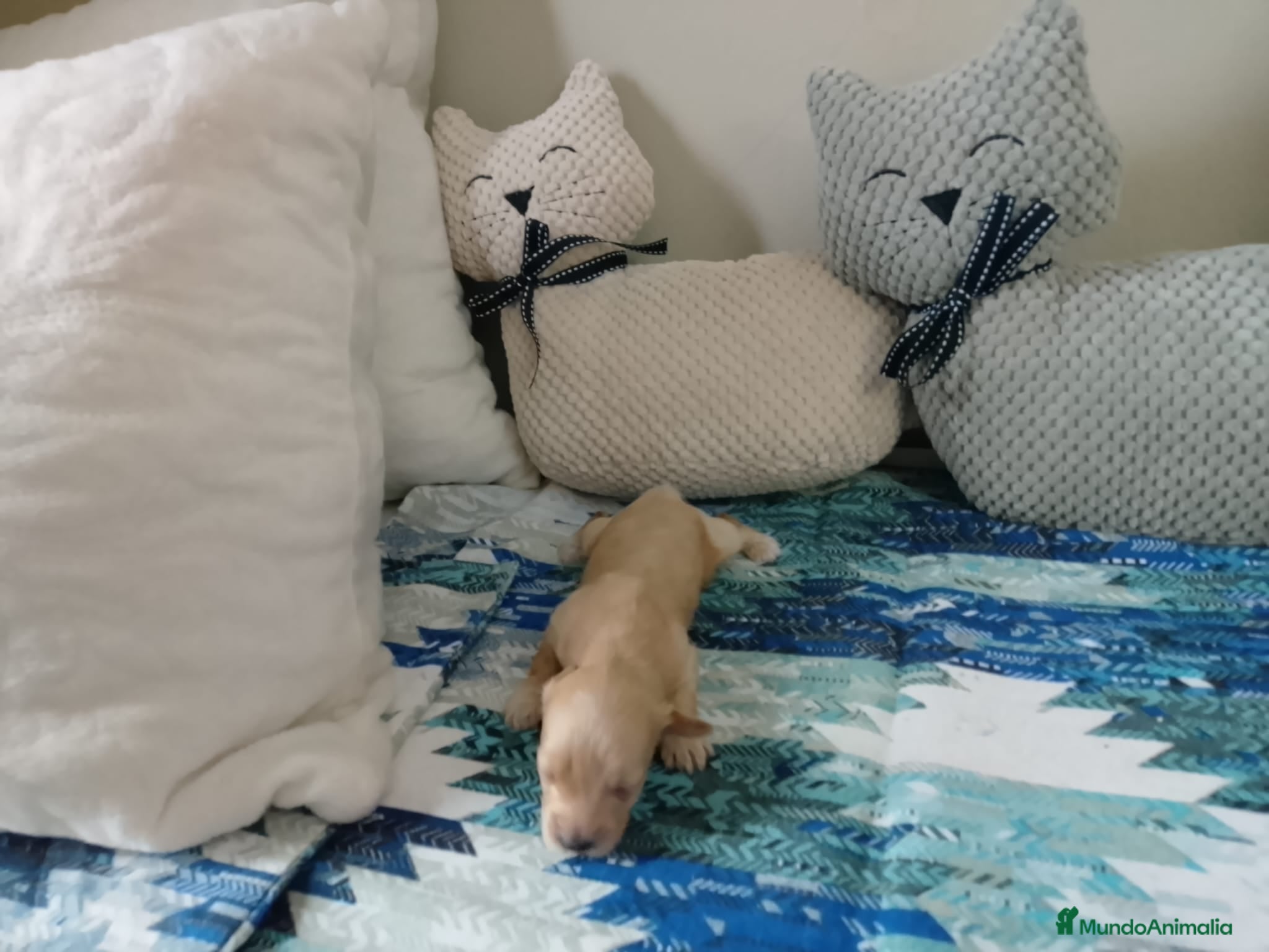 Maltipoo perros Maltipoo  - Anuncio 11