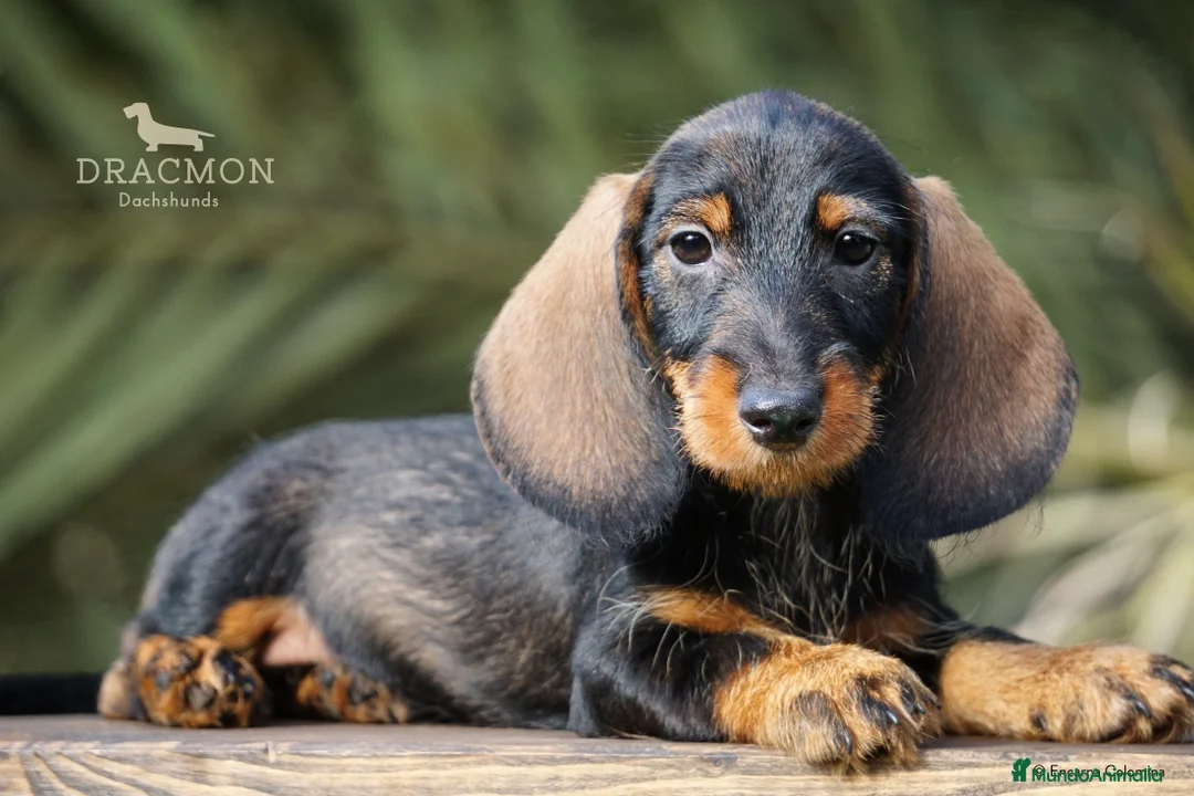 Imagen de galería {{count}}