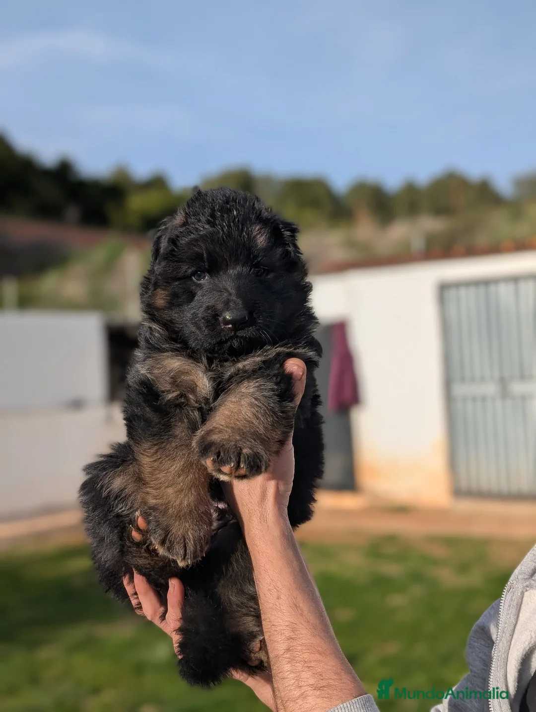 Pastor Alemán perros en venta: Cachorro Macho de Pastor alemán  - Anuncio 4