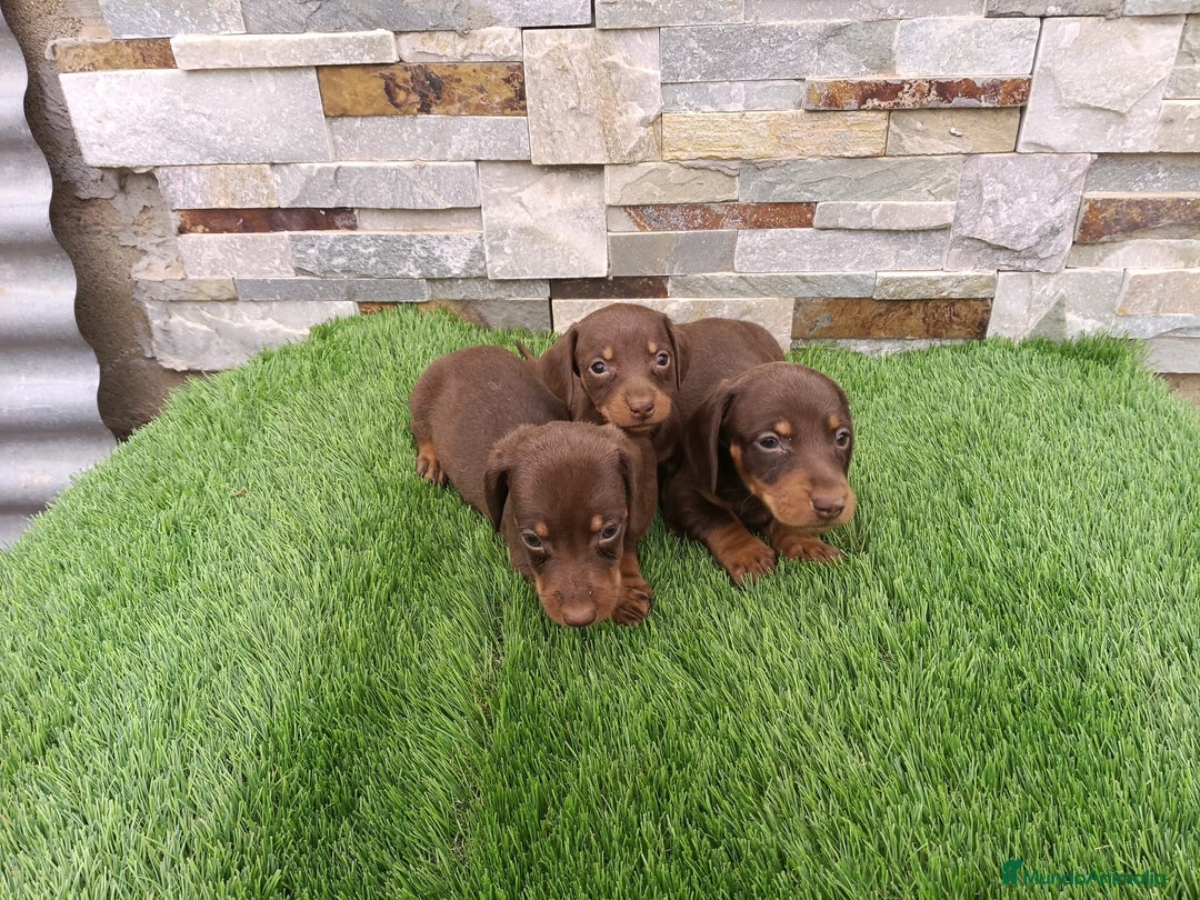 Teckel Miniatura perros en venta: TECKEL MINIATURA CHOCOLATE  - Imagen 3