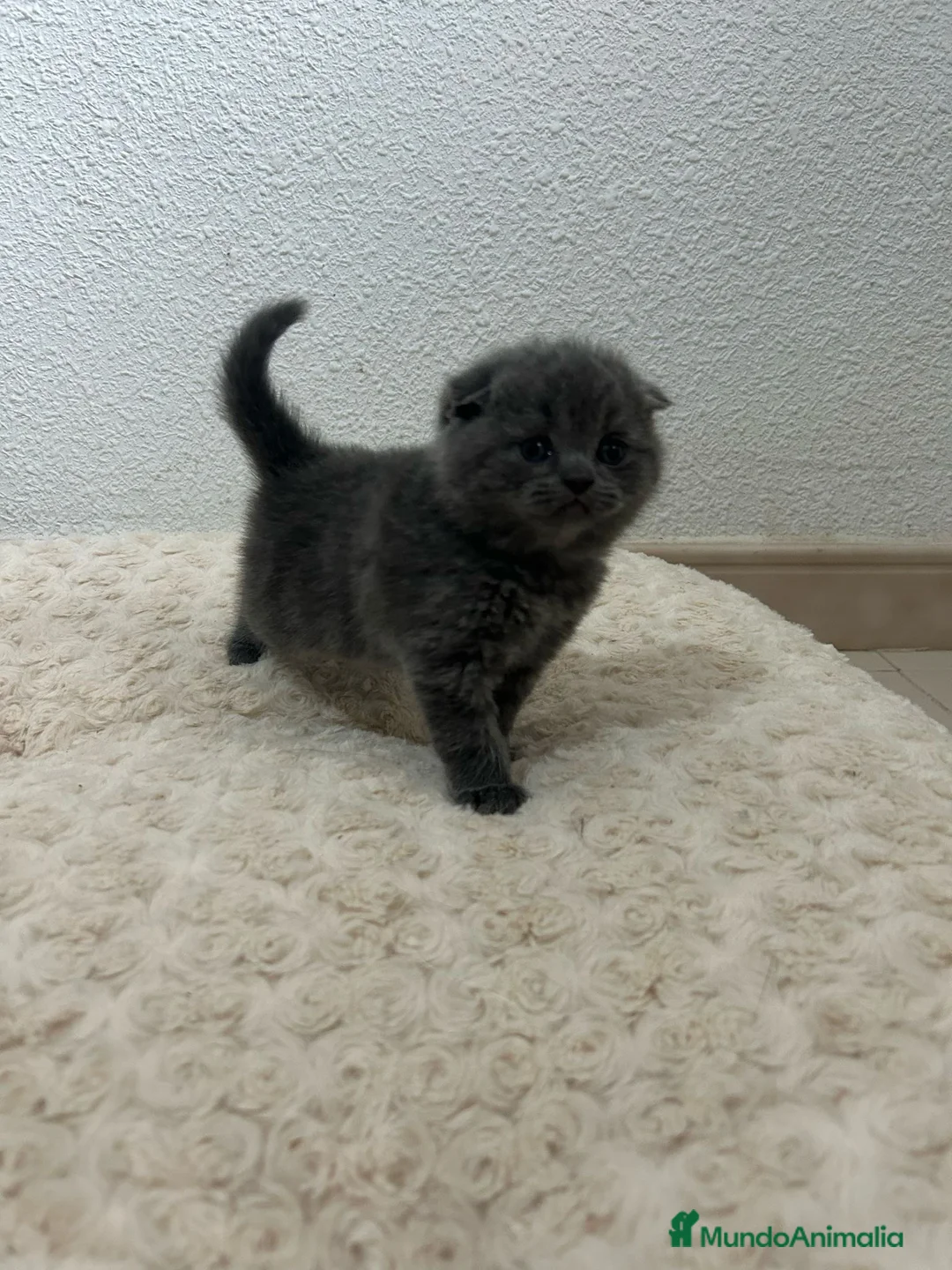 Scottish Fold gatos en venta: Increíbles Scottish fold en Madrid - Anuncio 3