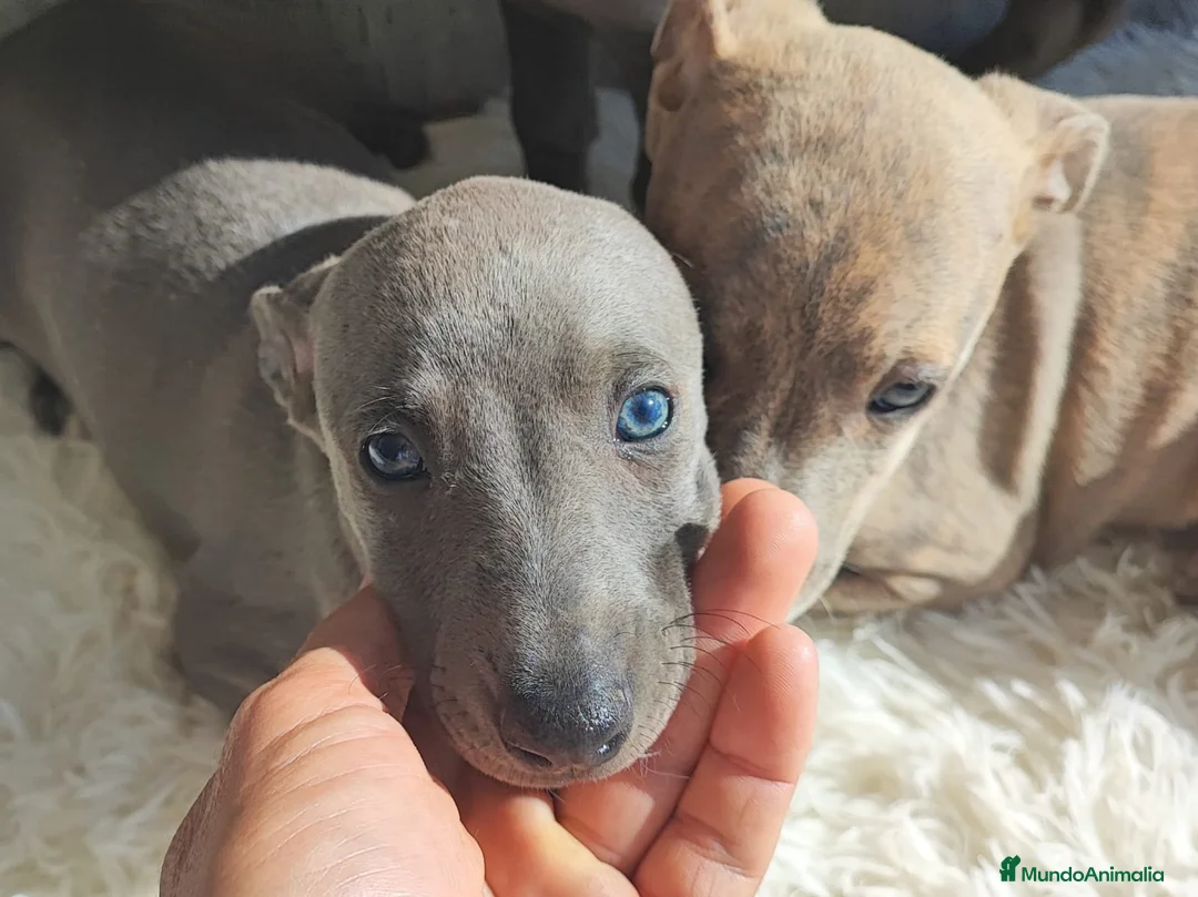 Whippet perros en venta: WHIPPET MACHO GRIS - Anuncio 1