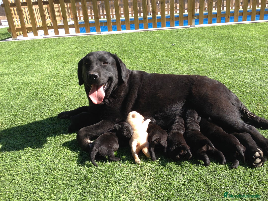 Labrador Retriever perros en venta: Cachorros de labrador retriever con pedigree  - Anuncio 18