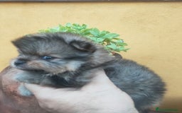 Pomerania perros en venta: Pomeranias exóticos. - Imagen 4