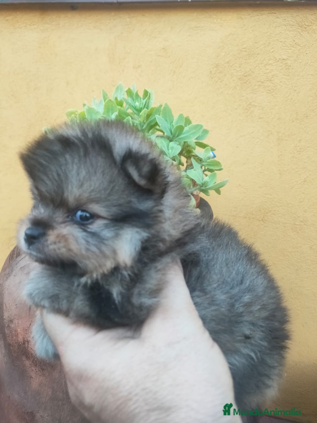 Pomerania perros en venta: Pomeranias exóticos. - Imagen 4