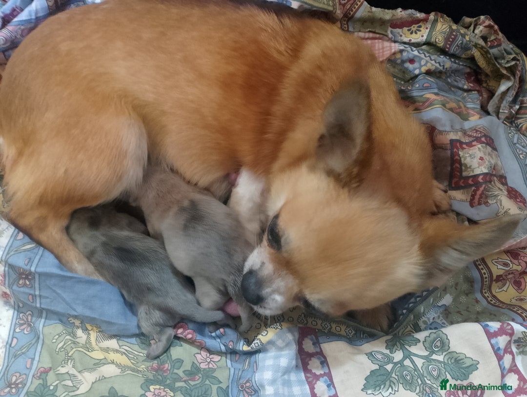 Chihuahua perros en venta: Camada de chihuahua toy  - Imagen 4