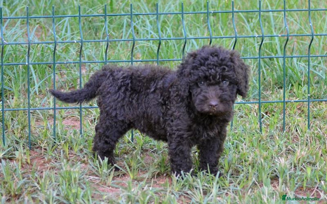 Perro de Agua Español perros en venta: cachorro macho perro de agua español - Imagen 2