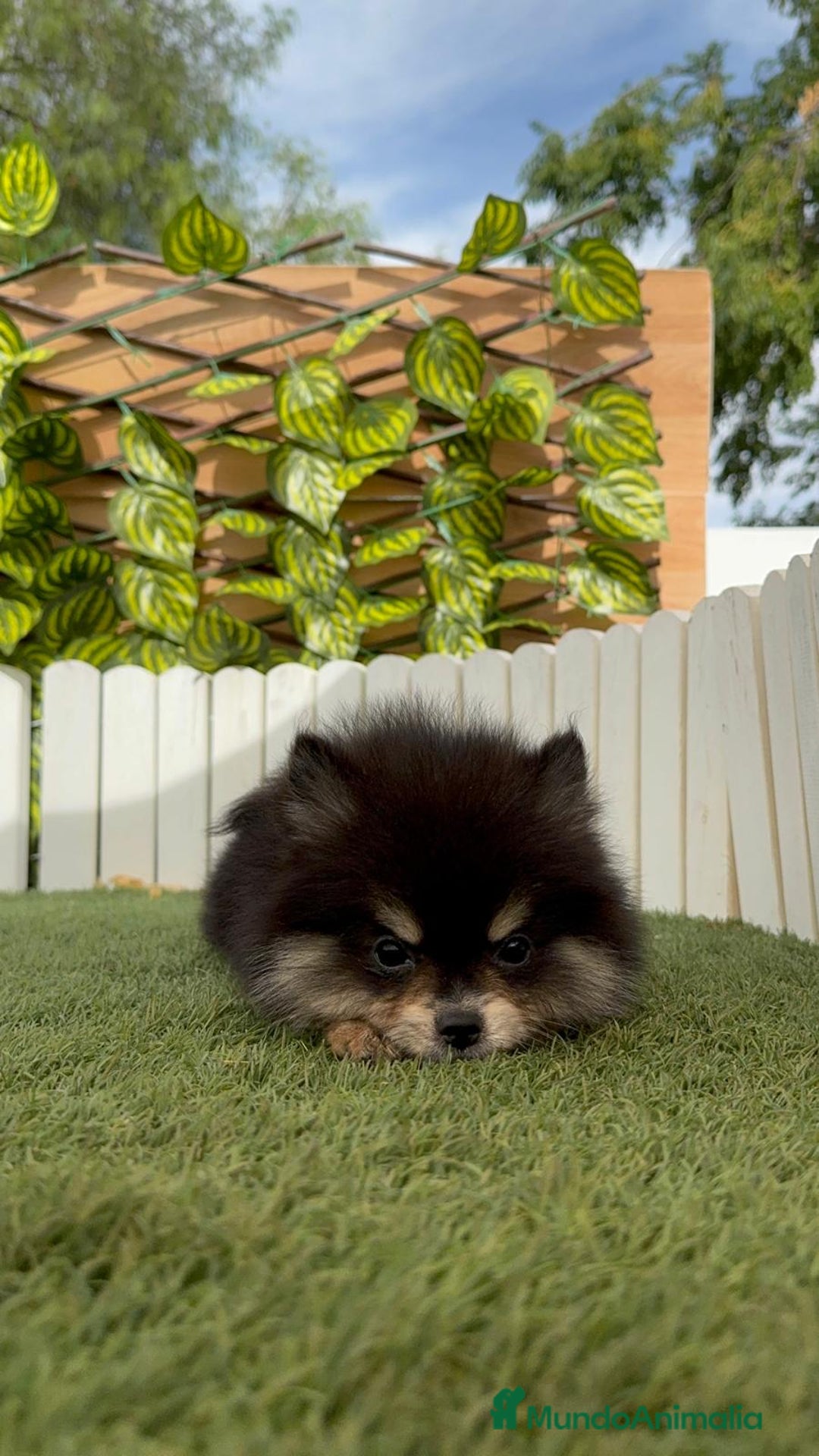Pomerania perros en venta: POMERANIA HEMBRA LISTA PARA ENTREGAR - Imagen 8
