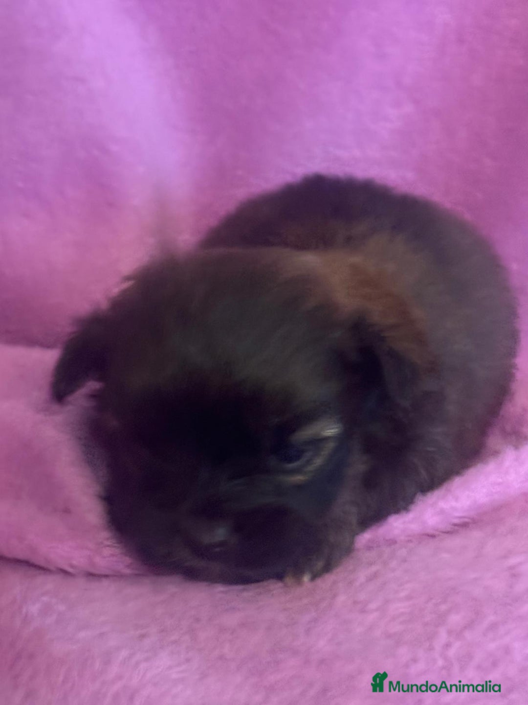 Morkie perros en venta: Morkies toys - Anuncio 10