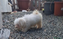 Bichón Maltés perros en venta: Bichón maltes - Imagen 8
