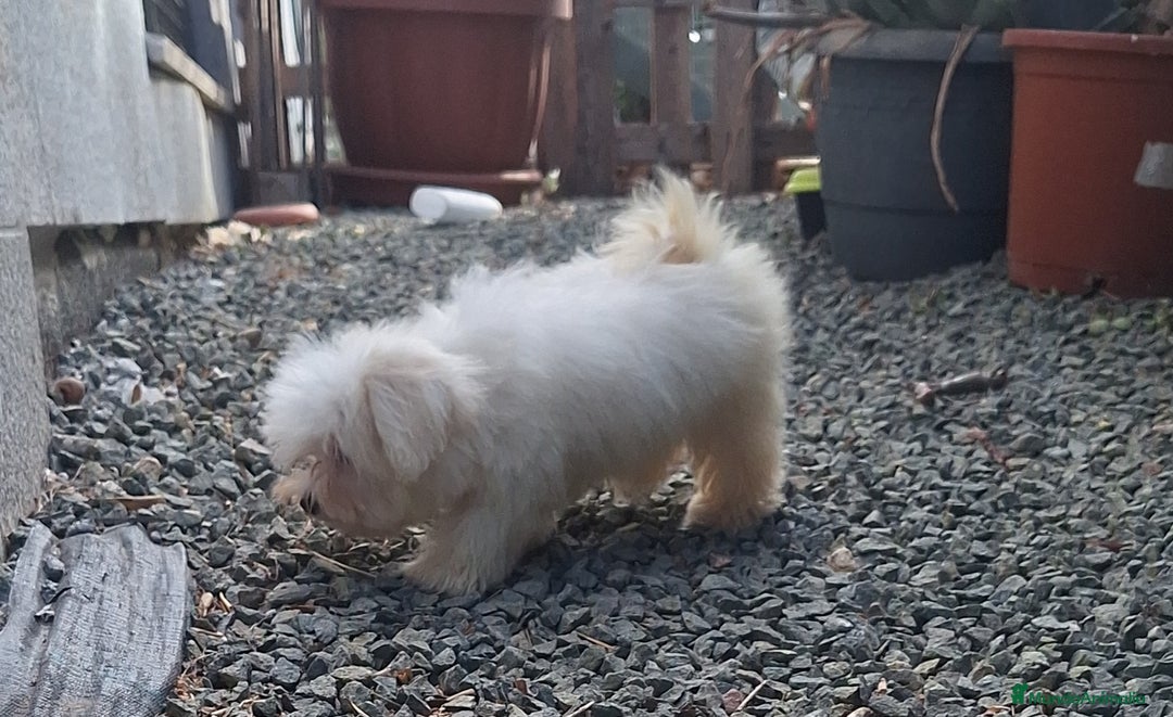 Bichón Maltés perros en venta: Bichón maltes - Imagen 8
