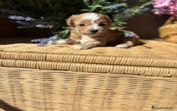 Maltipoo perros en venta: Maltipoo hembra Toy disponible  - Imagen 7