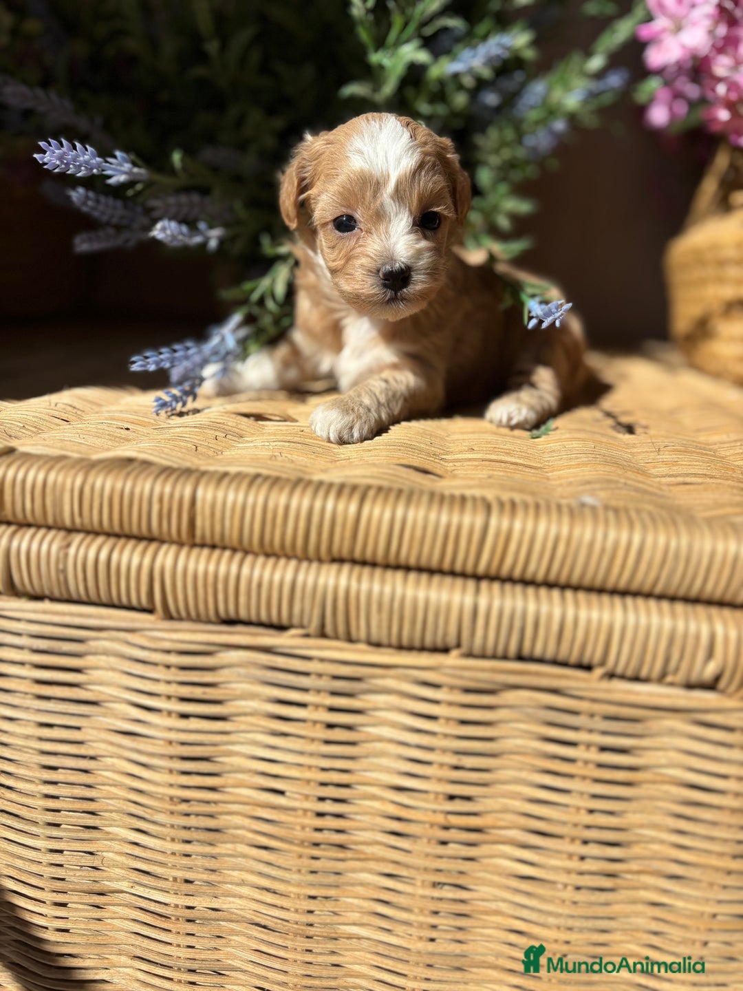 Maltipoo perros en venta: Maltipoo hembra Toy disponible  - Imagen 7