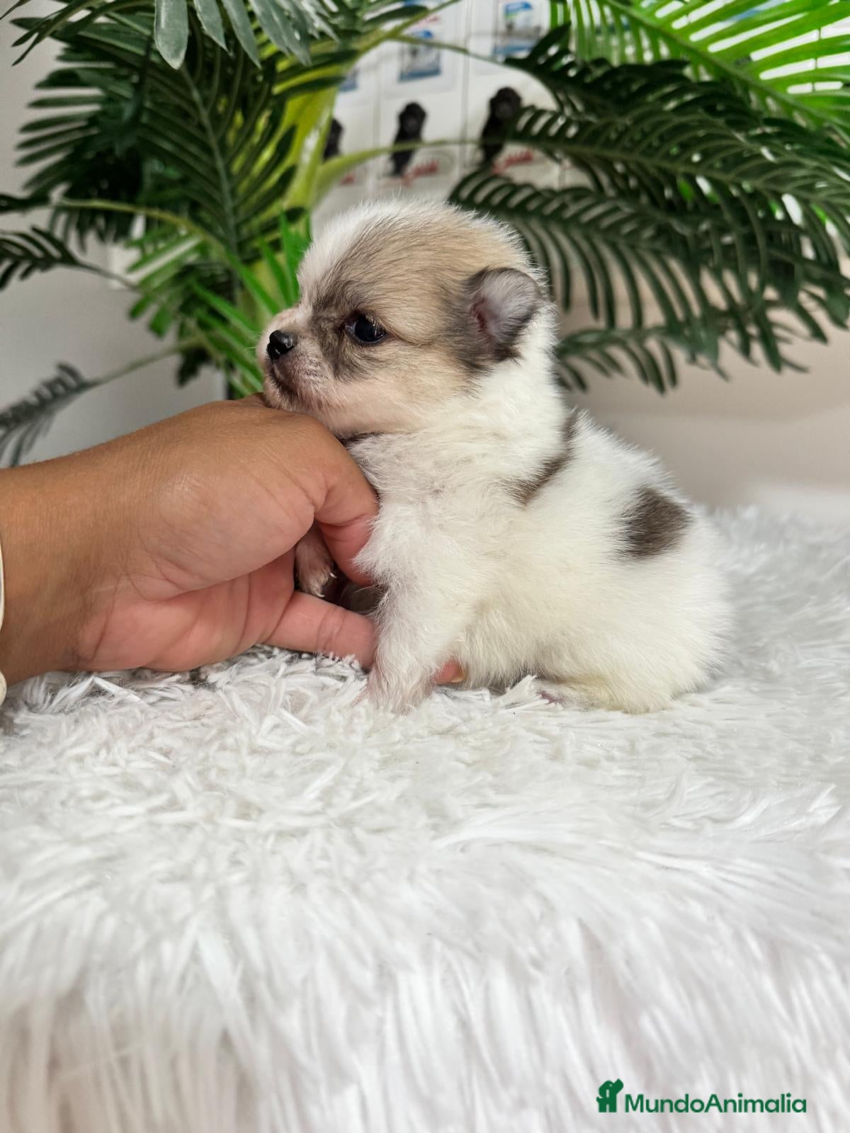 Pomerania perros POMERANIA - Anuncio 1