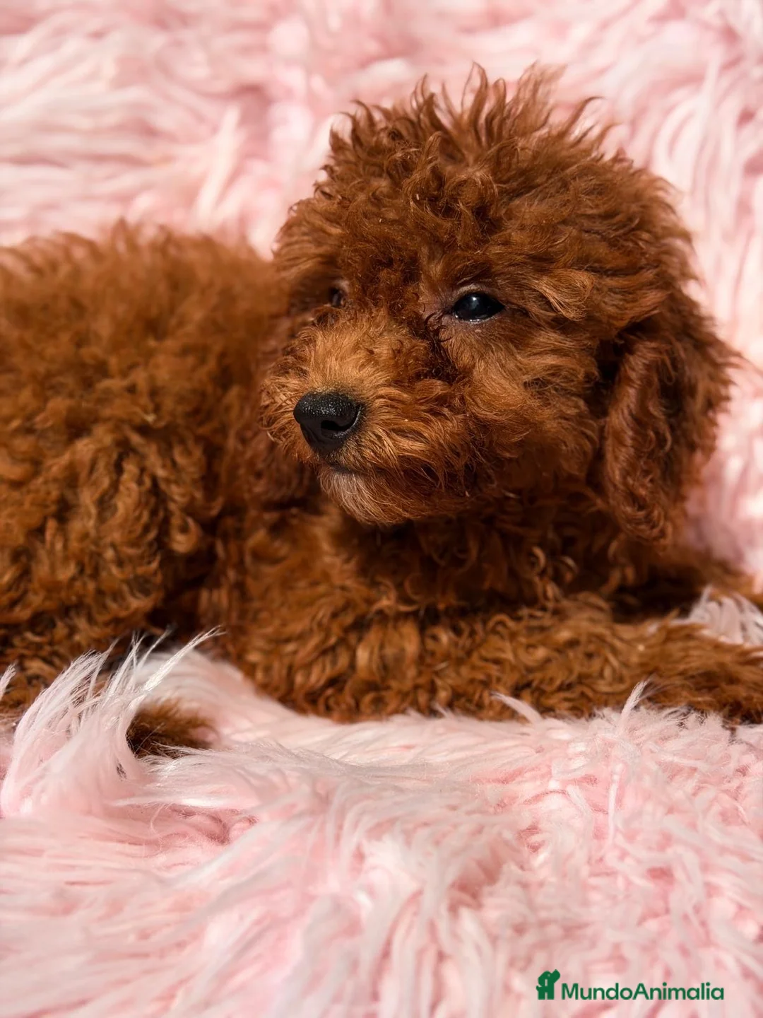 Caniche Mediano perros en venta: Caniche hembra roja - Anuncio 2