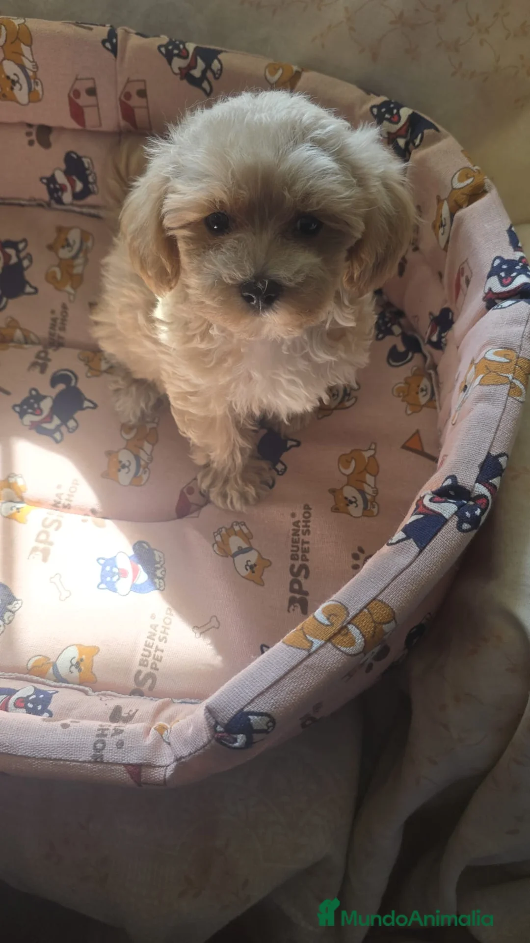 Maltipoo perros en venta: Maltipoo - Anuncio 1