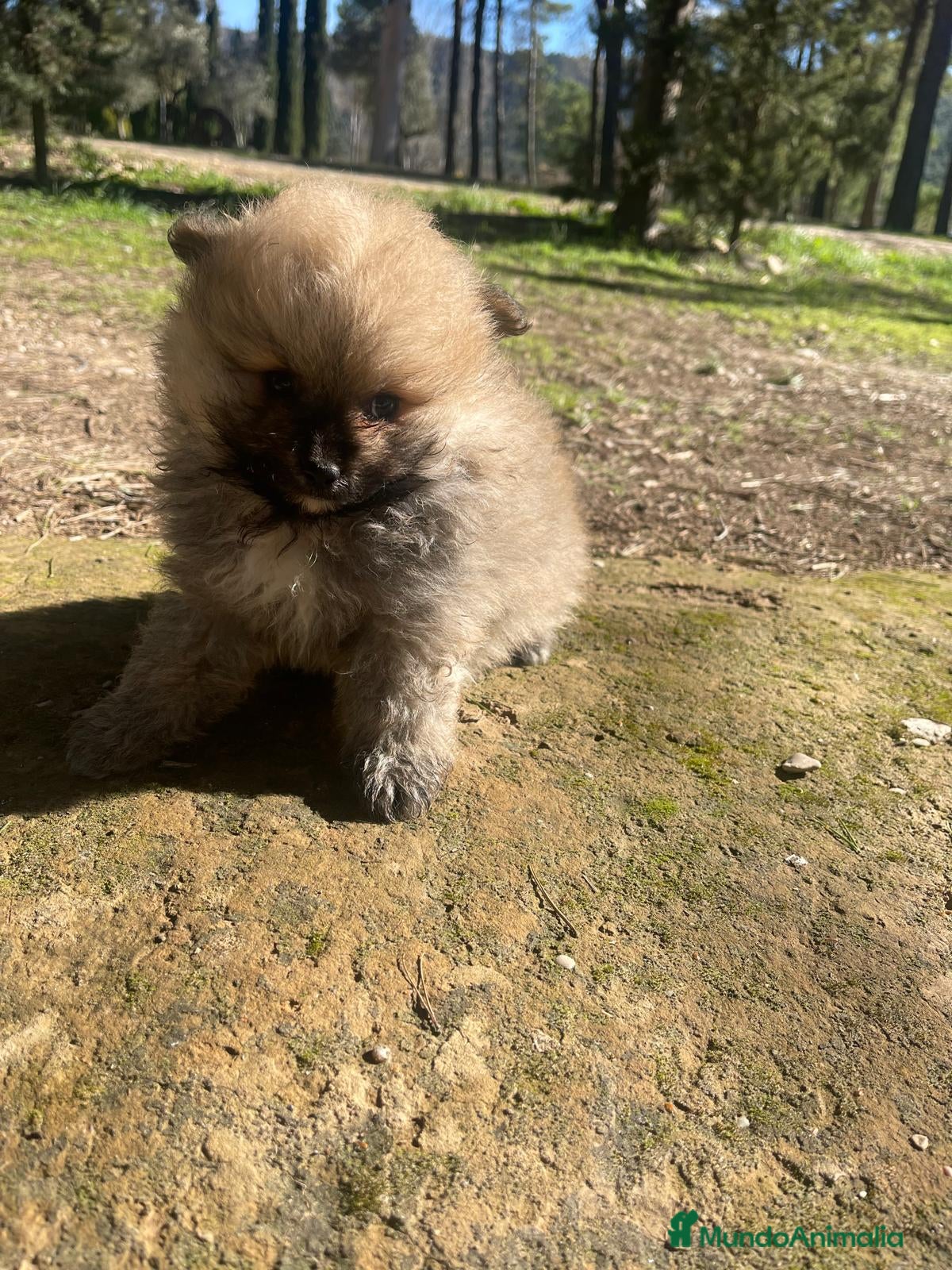 Pomerania perros Pomerania  | Carita de oso 🐶 - Anuncio 23