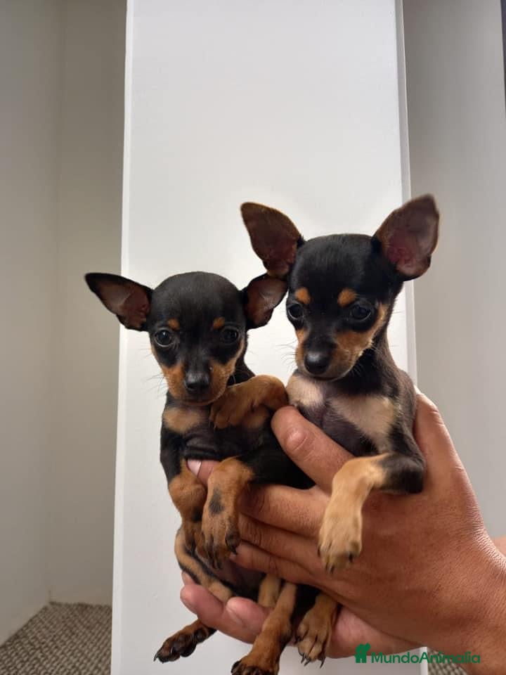 Pinscher Miniatura perros Pinscher Toy !!!!  en Ciudad Real - Anuncio 2