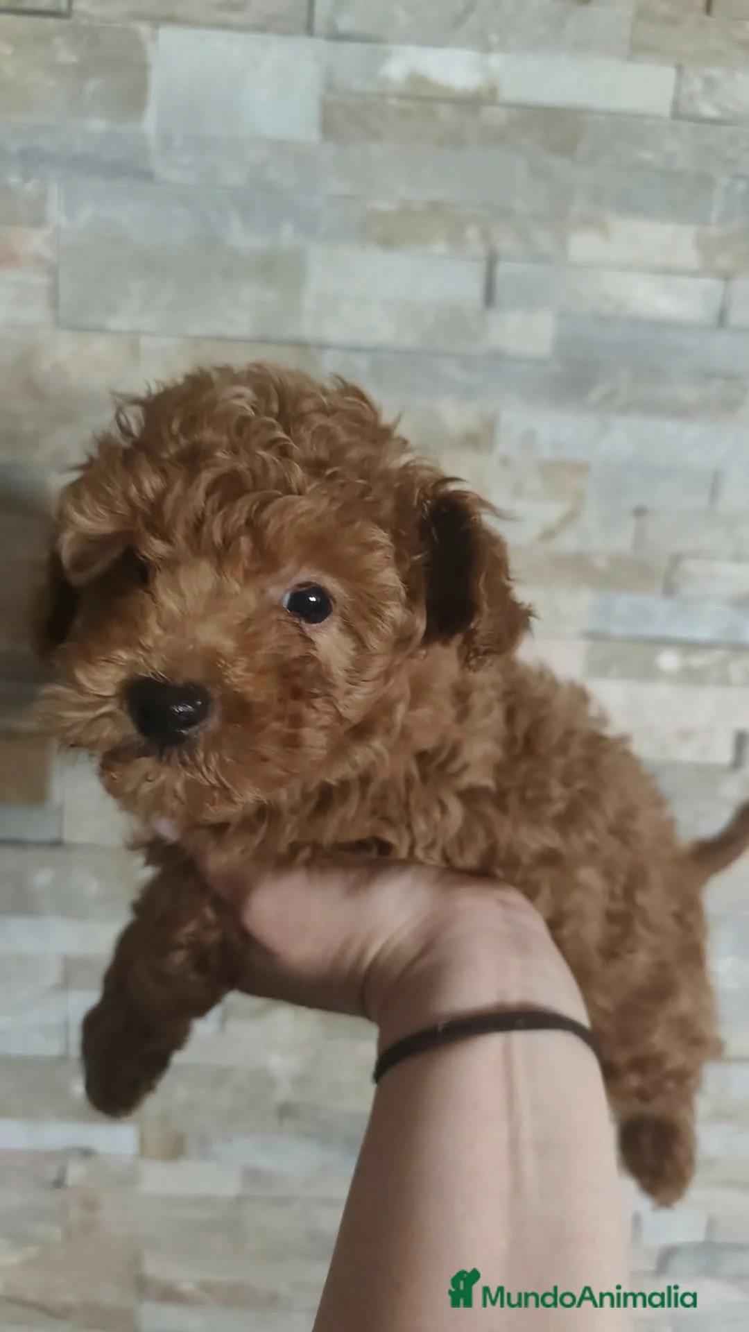 Caniche Toy perros en venta: ULTIMO ❗❗❗ en Madrid - Anuncio 2