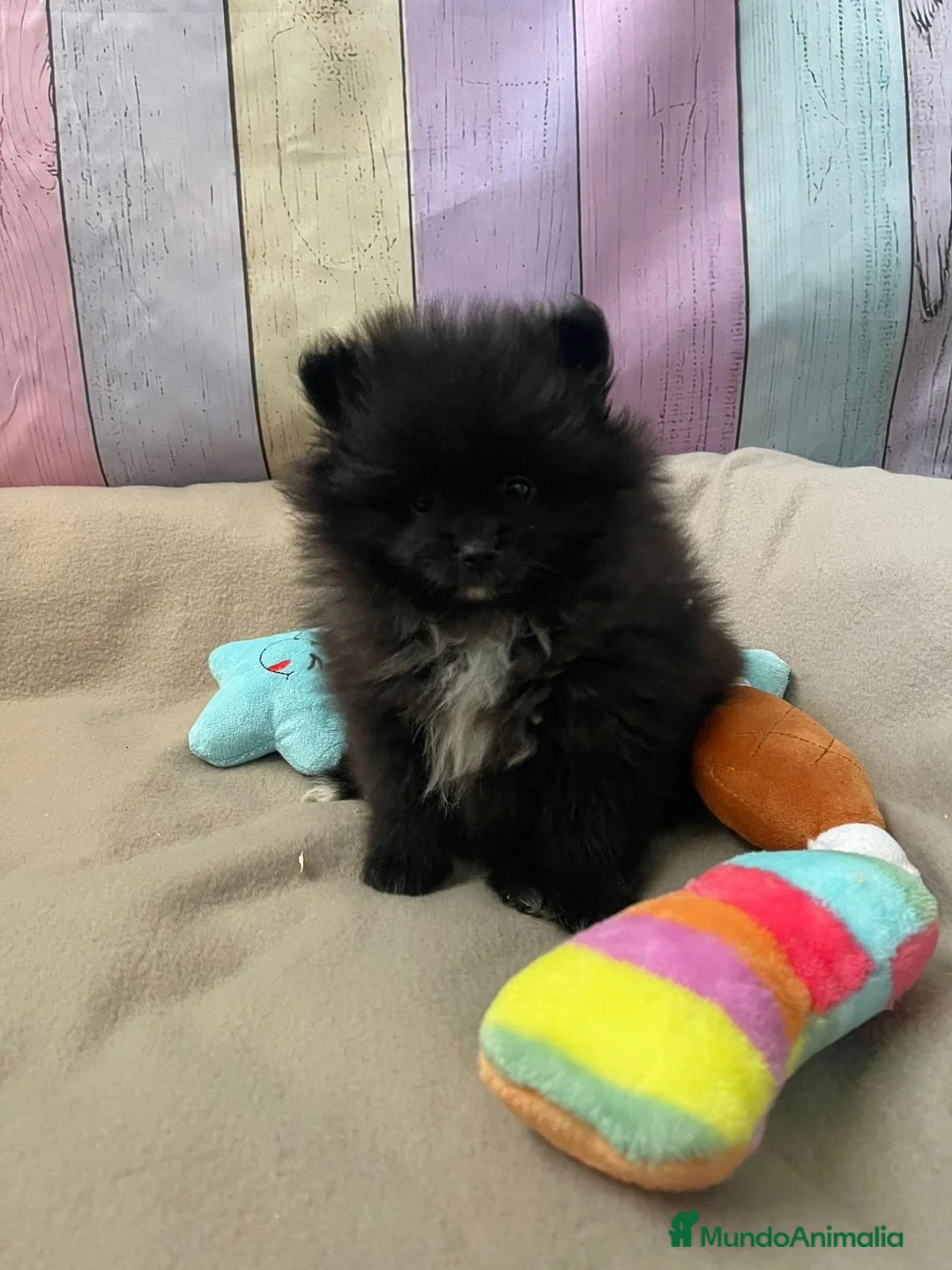 Pomerania perros en venta: Pomerania hembra !!! - Anuncio 2