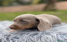 Teckel Miniatura perros en venta: CAMADA TECKEL MINIATURA ISABELLA - Imagen 6