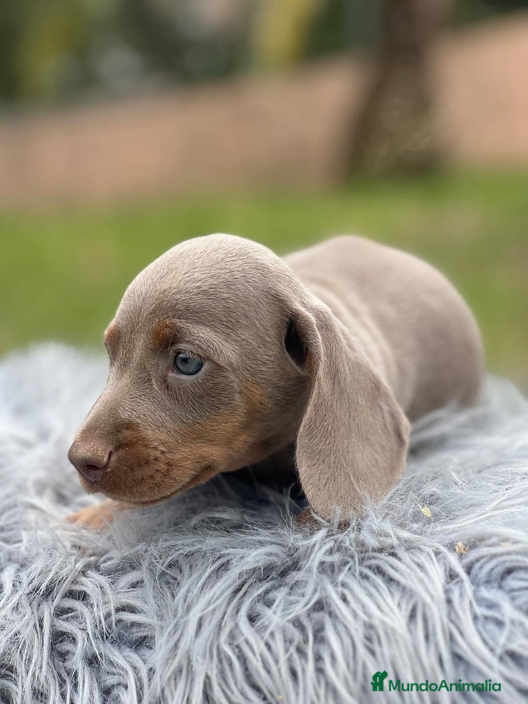 Teckel Miniatura perros en venta: CAMADA TECKEL MINIATURA ISABELLA - Imagen 6