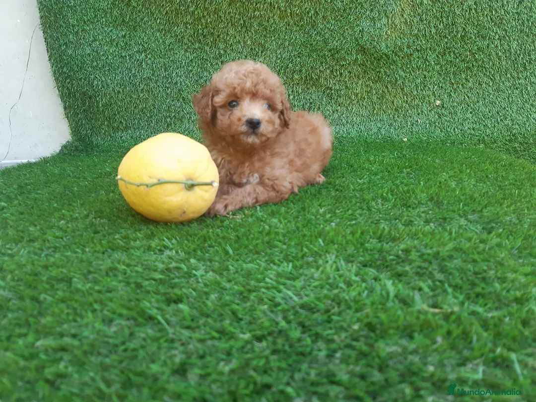 Caniche Toy perros en venta: PRECIOSOS CANICHE  ROJO LINEA TOY - Anuncio 2